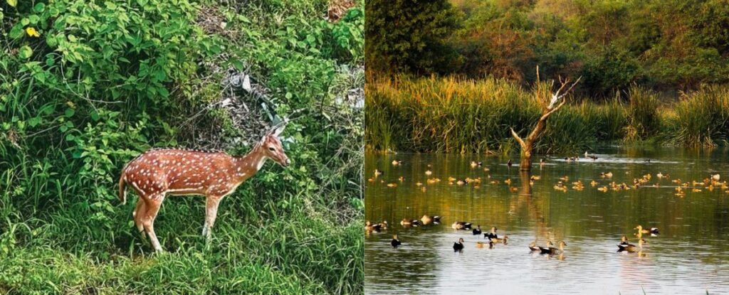 Hyderabad 400 acre Forest and lake