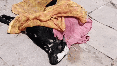 Goat Raped in Varanasi