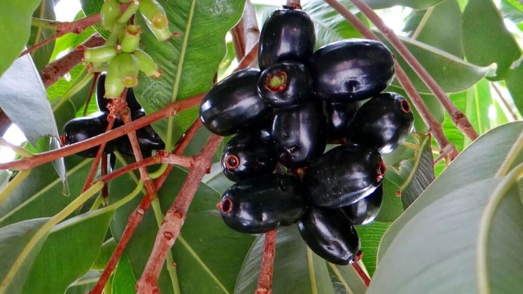 Jamun