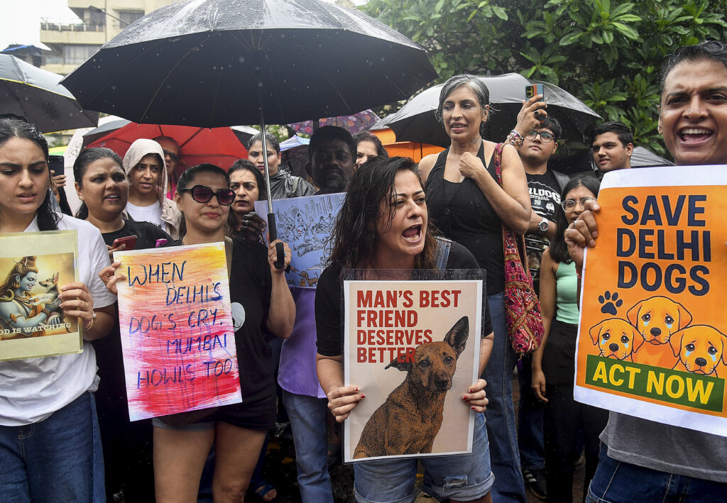stray dogs protest