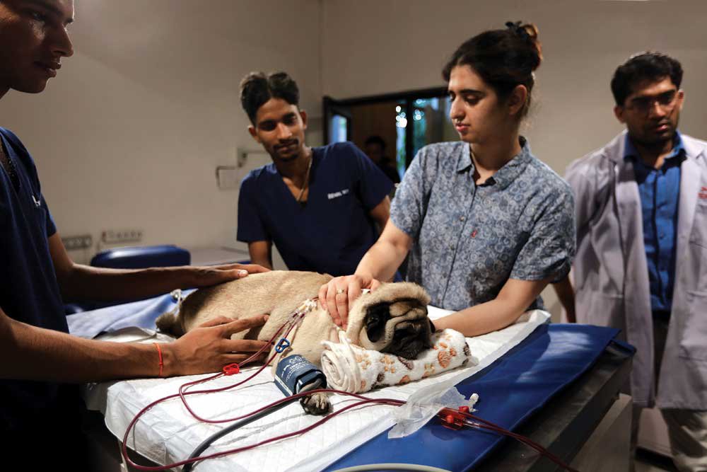 RPSC Veterinary Officer