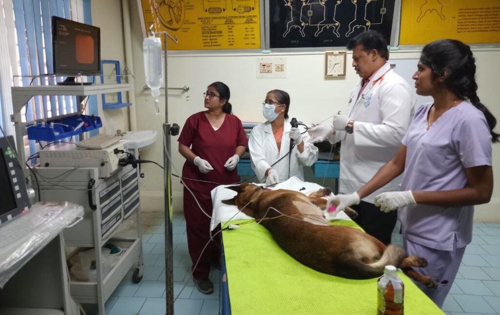 RPSC Veterinary Officer