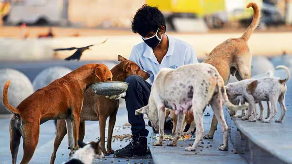 Stray Dogs